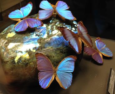 ... der antifragile Schmetterling ist nicht der Wind :)